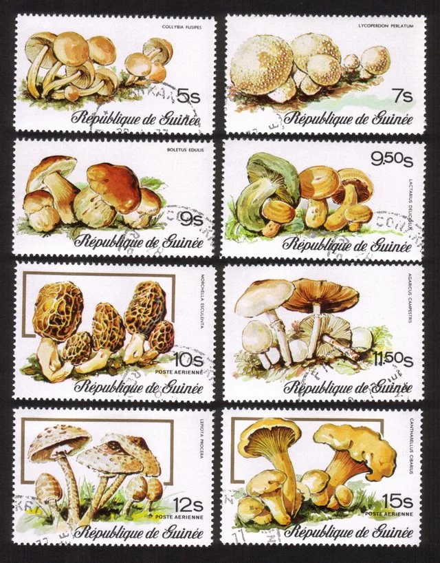 Mushrooms: Collybia Fusipes, Boletus Edulis, Lepiota Procera, Etc Cplt Set of 8