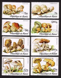 Mushrooms: Collybia Fusipes, Boletus Edulis, Lepiota Procera, Etc Cplt Set of 8