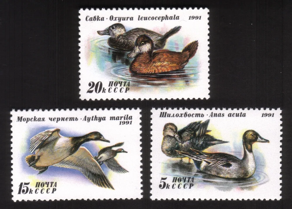 Ducks: Aythya Marila, Oxyura Leucocephala, Anas Acuta - Complete Set of 3 Diff