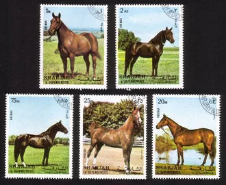 Horses: Complete Set of 5 Different